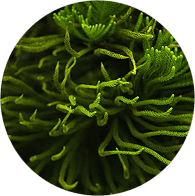Spiruline