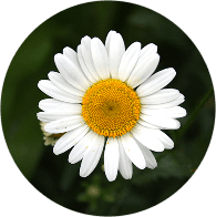 Camomille