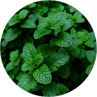 Menthe poivrée