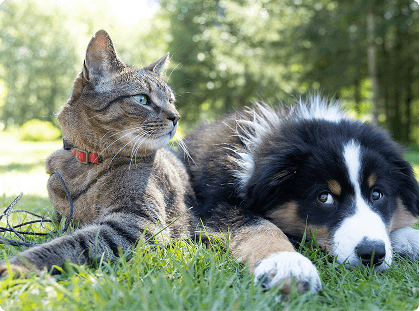 Animaux de compagnie
