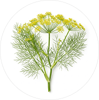 Fenouil