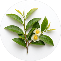 Aubépine