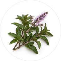 Menthe poivrée